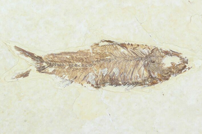 Detailed Fossil Fish (Knightia) - Wyoming #99240